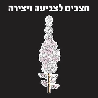 חצבים לצביעה